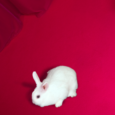 Auf einem pinkfarbenen Boden sitzt ein weißes Kaninchen. 