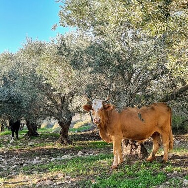A cow between trees in a flowering meadow.